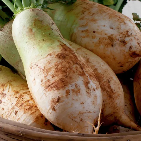 싱싱한 햇 수확 제주 무우 5kg