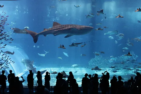 오키나와 자유 4일 항공보험ONLY 오키나와항공권 여행자보험 그룹항공권 이스타항공 인천출발