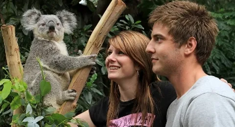 [3일이내발권조건] 호주 시드니+뉴질랜드 남북섬 10일 밀포드사운드 하무라나스프링스 해밀턴가든 시드니하버크루즈 전일정 4성급 호텔 대한항공 인천출발