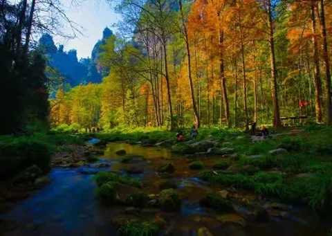 [출발확정]장가계직항 5일 칠성산+천문산케이블카 대협곡유리다리+VR 귀곡+유리잔도 전신마사지 원가계 관광지중심 5성급호텔 BBQ푸드트럭 리무진버스 포토북 특식6회 사천항공 인천출발