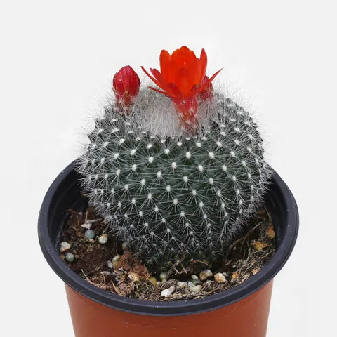 마이플랜트 설황 선인장 소형 2개 다육식물 미니다육 키우기 꽃피는 선인장 빨간색꽃