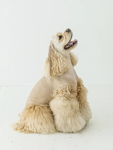 [Hmall 단독가] 디팡 [러그 140x180cm] 2장 펫플레이 중대형견용(7mm) 강아지매트 디자인 선택