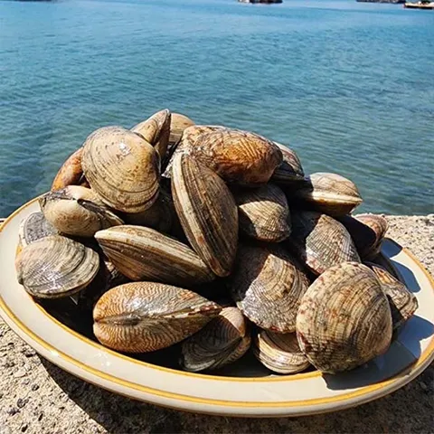 통영 왕바지락 2kg