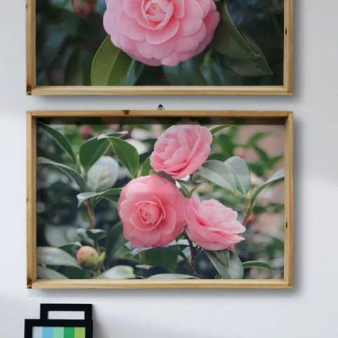 아트박스/꾸밈 ta334-우드프레임액자_풍수건강을가져다주는장미꽃(대형)