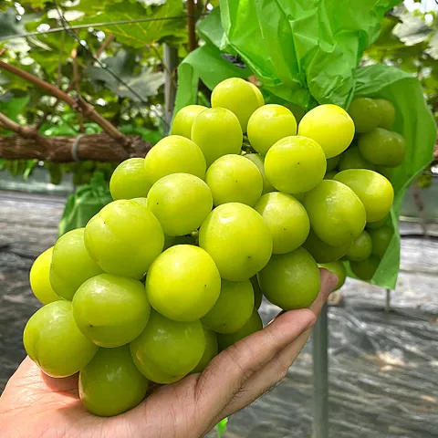 국내산 고당도 샤인머스켓 2kg (4수)