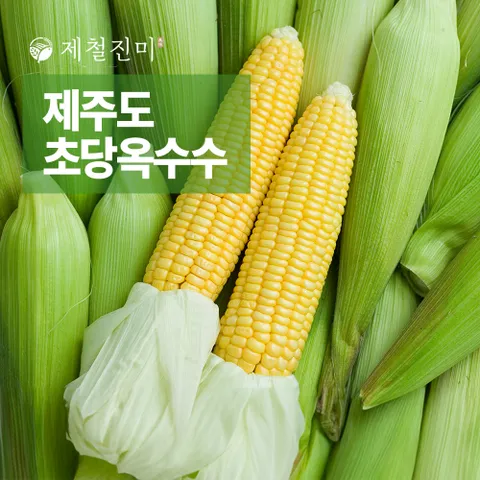제철진미 제주 햇 고당도 초당옥수수 특상품 20개입 (15cm이상) 첫 출하