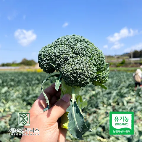 [제주푸드마씸] 제주오가닉스 유기농 브로콜리 1kg 내외 (2-3송이)