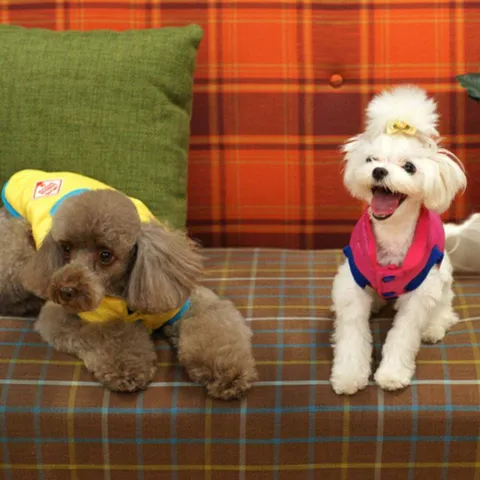 강아지패딩 반려견옷 강아지옷 편한 강아지 유광 패딩조끼 입기 옷 10초 +할인쿠폰