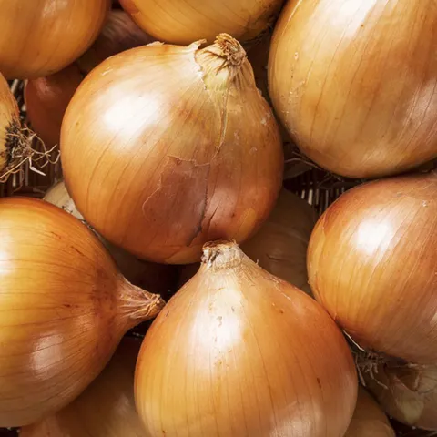 무안 흰양파 소(짱아찌용) 2kg