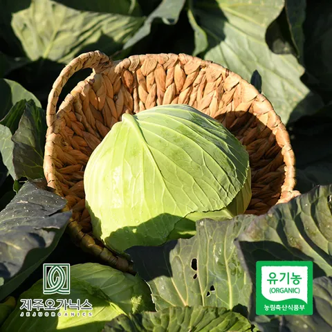 [제주푸드마씸] 제주오가닉스 유기농 양배추 6kg (제주산 실중량) +할인쿠폰