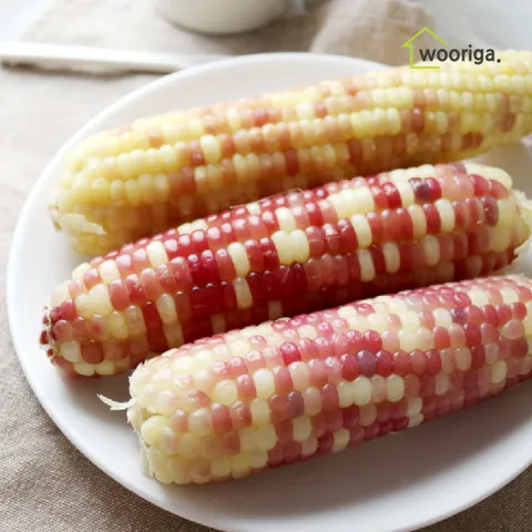 홍찰 냉동 삶은 찰옥수수 28개 (16∼18cm 내외)