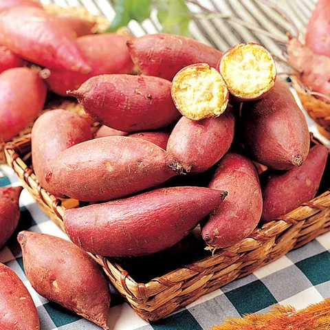  [푸르젠] 25년산 꿀밤고구마 3kg(특대 280∼390g) 