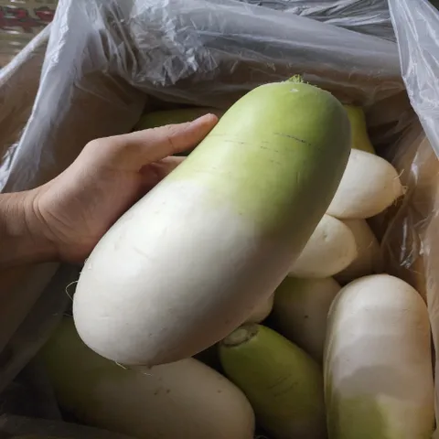 제주 세척 월동무 5kg 4-6통