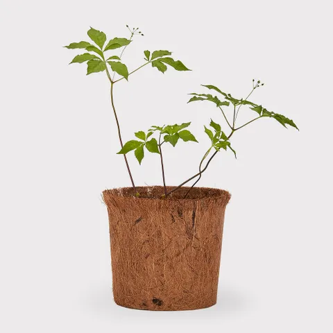 [무럭무럭] 새싹삼 키우기 DIY세트