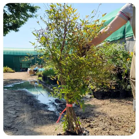 남천나무 공기정화식물 분묘 대형 노지월동 실내 화초 거실화분