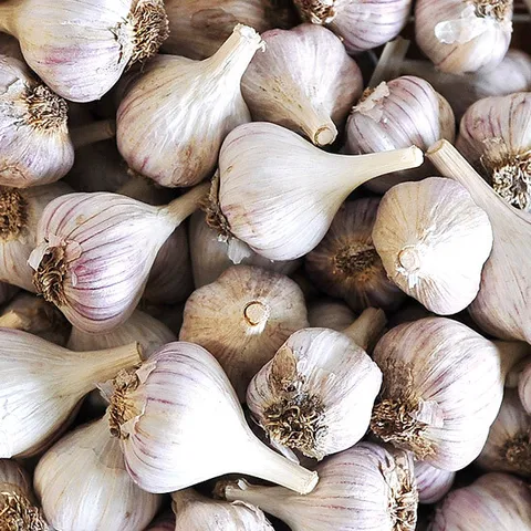 [농림축산식품부 지원, 국내산 농산물 최대 20% 쿠폰]알싸한 토종 의성마늘 대 3kg(한접/100개 내외/4cm 이상) +할인쿠폰