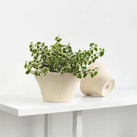 마이플랜트 로자리안 쿠앤크 루비팟 15호 분갈이 국산 화분 인테리어 토분 +할인쿠폰