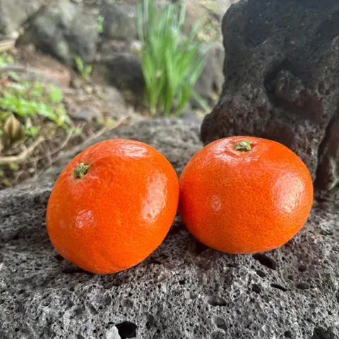 [밋앤밀] 제주 산지직송 햇 고급 동백향 소 4.5kg(36과∼45과 내외) 벌크