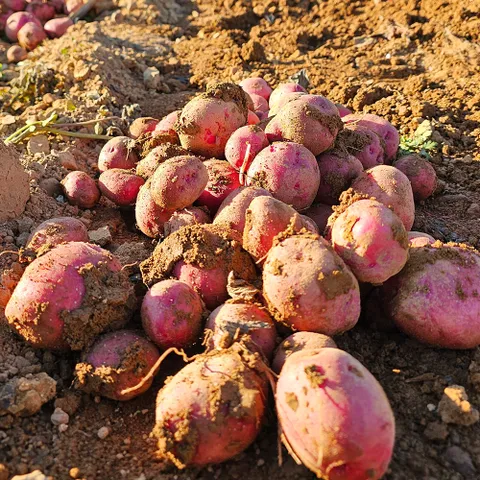 [밋앤밀] 산지직송 남해 햇 홍감자 5kg(특/대)