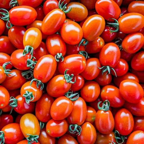 산지 직송 국내 GAP 인증 대추 방울토마토 2kg +할인쿠폰