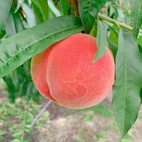 딱딱이복숭아(백도) 대과 3kg (11-14과 내외)