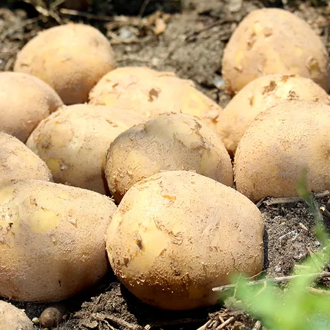 [팔도농장] 햇 수미감자(왕특) 3kg