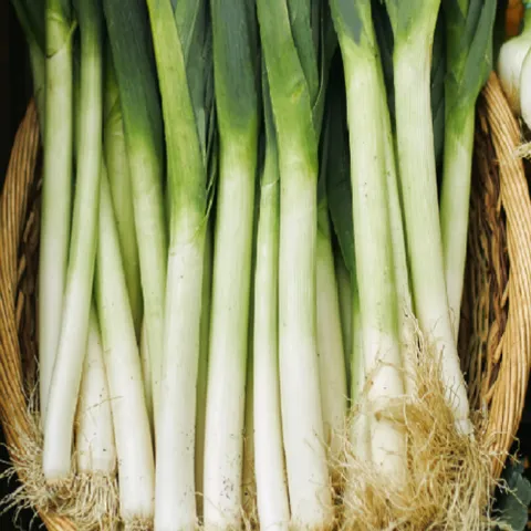 [밋앤밀] 국내산 25년 햇수확 노지 대파 특대 1kg