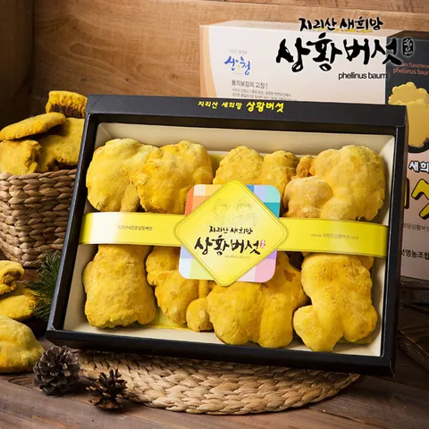 [지리산 새희망 상황버섯] 유기농 지리산 상황버섯 선물세트 250g (특품) - 현대Hmall