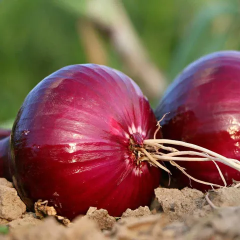 무안 자색양파 중대 혼합 5kg