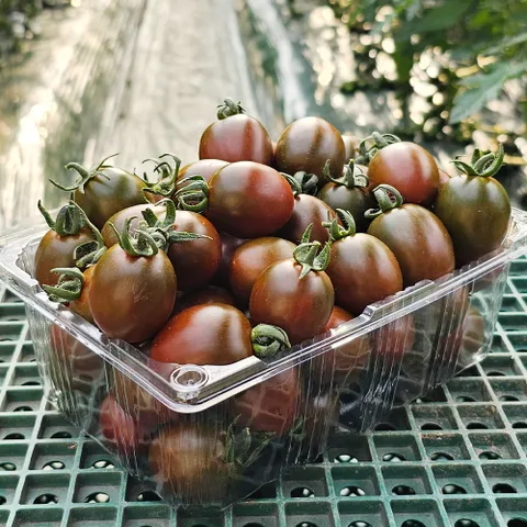 [ 한 알에 달콤함이 꽉 찬]흑대추 방울토마토 대저 흑토마토 로얄과 2kg (1-2번과)