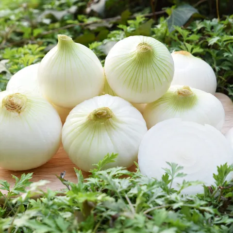 [친환경팔도][팔도농장] 달큰한 무안 햇 양파 (중)5kg