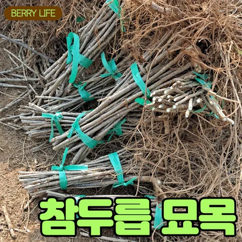 [베리세상]직접 키우는 두릅 묘목 40개