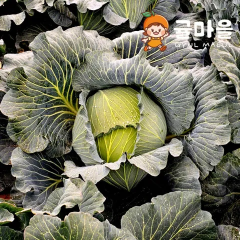 귤마을 제주 양배추 2통 약 4kg내외