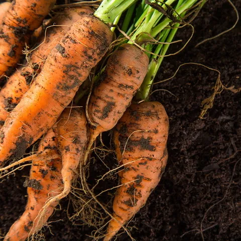 국내산 흙당근 2kg 상