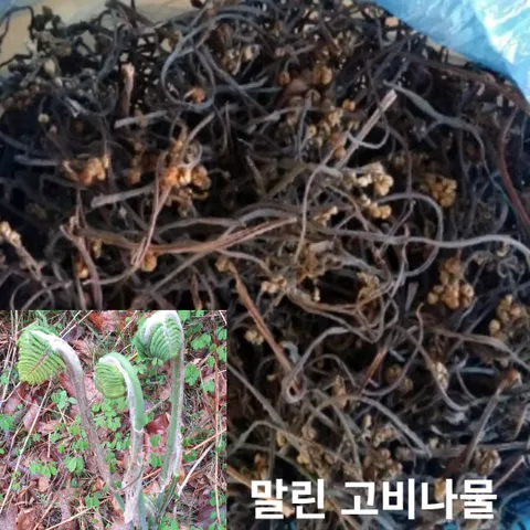 [국내산] 영양만점 건조 고비나물 100g 제철 산채 나물 봄 순차발송 강원도홍천 자연산 산지직송 건고비 고비나물 말린고비, 1개