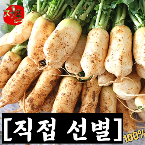 [직접선별] 산지직송 국내산 초롱무 초롱무우알타리 알타리무 초롱무 알타리 무 무우 총각무 초롱무우 알타리무우, 3kg(흙알타리무), 1개
