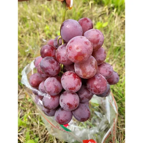 미국산거봉 레드글로브 수입거봉 수입포도 수입적포도 씨없는포도, 레드글로브 1봉지(..., 1개