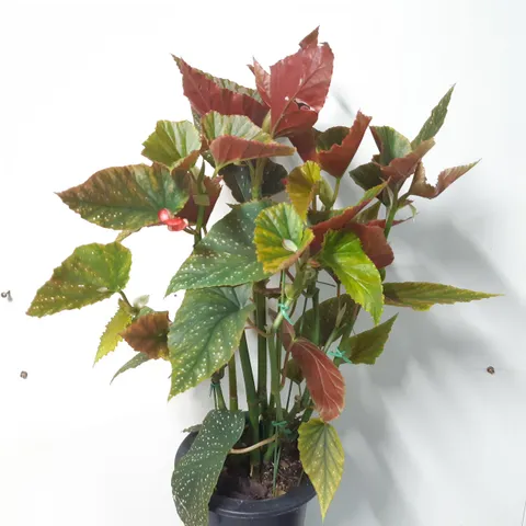 목베고니아, 1개