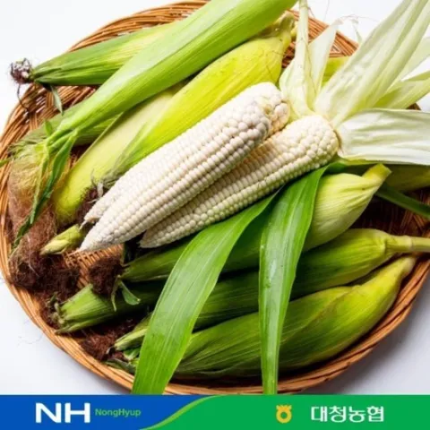 농협 2024 대청농협 햇 대학찰옥수수 20개