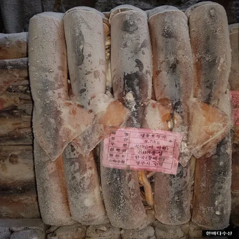 한바다수산 국내산 냉동 선동오징어 8.5kg, 4.대 / 급랭오징..., 1개