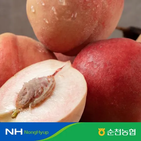 농협복숭아 2024 순천농협 복숭아 2.5kg+2.5kg_특대과 아삭이