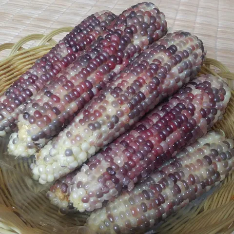 강원도 정선 냉동 흑찰옥수수 12개(특품) 미흑찰옥수수 찐 삶은 냉동옥수수 옥수수, 냉동 흑찰옥수수 특..., 1박스