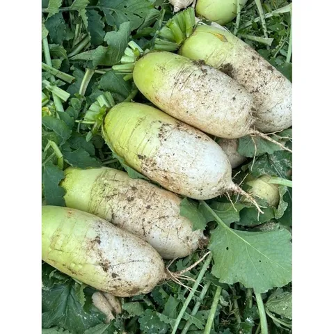 무를 판매하는 에스엔피의 국산 무 5키로 10 키로, 10KG, 1개