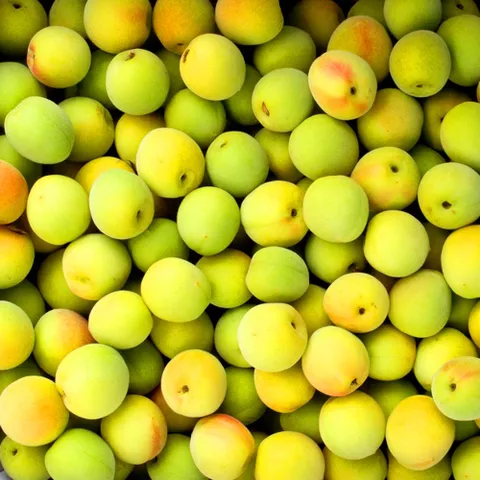 국내산 매실 대용량