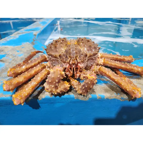 활/찜 브라운 킹크랩 1.5kg(1마리), 찜, 1개