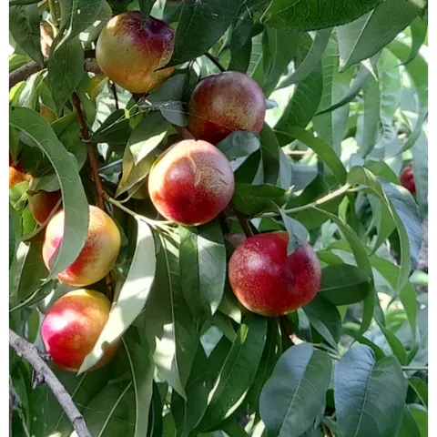 청도 천도복숭아 못난이 4.5kg