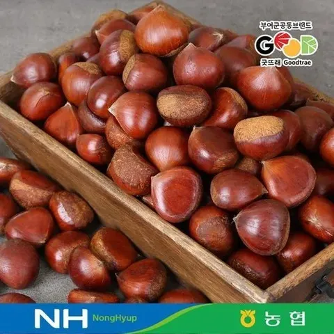 전대표  서부여농협 밤 대사이즈 4kg / 산지직송 (52787502)
