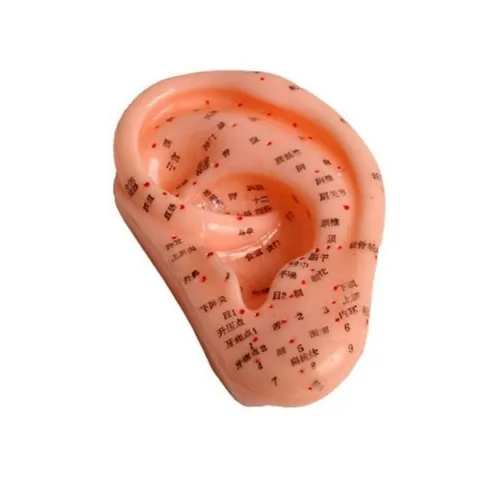 인체모형 귀경_혈 PVC (WEFF41C)