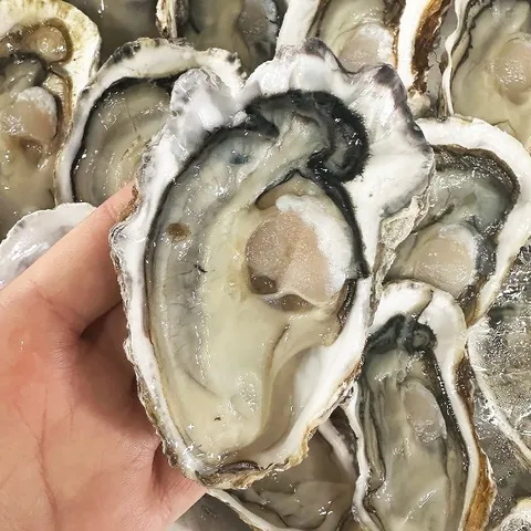 [당일채취] 산지직송 제철 석화 3kg(18-35미)