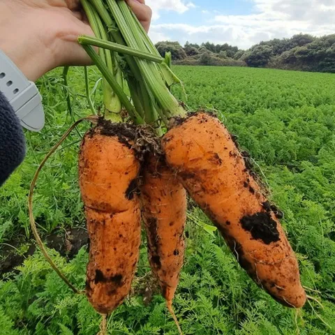 제주 햇 구좌당근 5kg 중